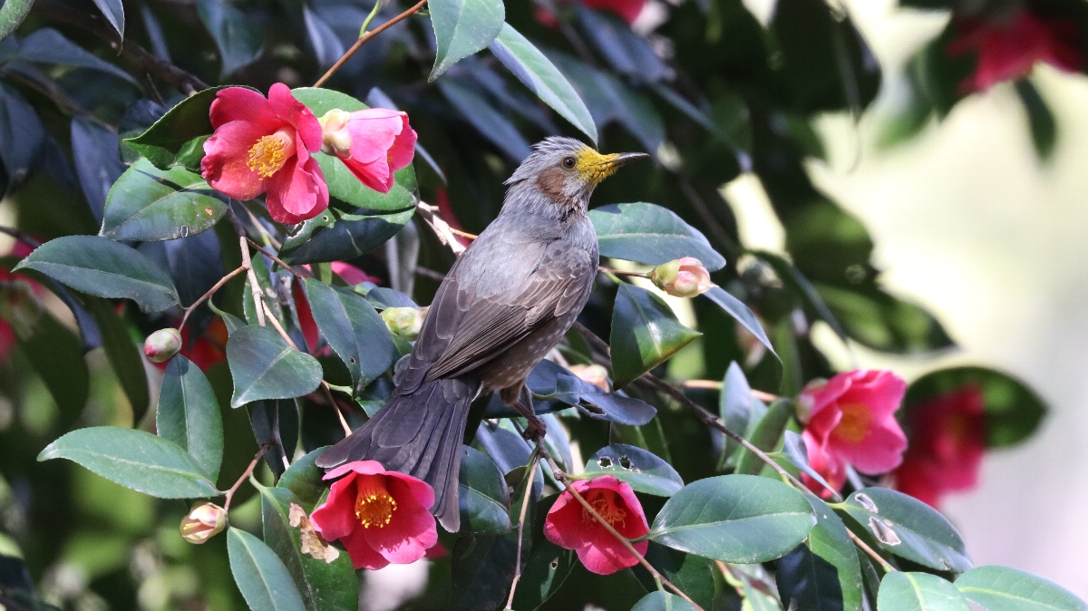 榎本 衛　椿の花粉でくちばしを黄色くしたヒヨドリ　和田堀公園(東京都杉並区)　2023年3月14日