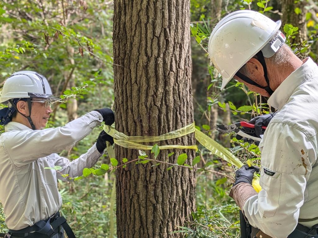 第三土曜定例活動 担当：芝原　10月第三土曜日_定例活動_枯損木の調査　パウロの森(聖パウロ学園高等学校の学校林)　2025年10月18日