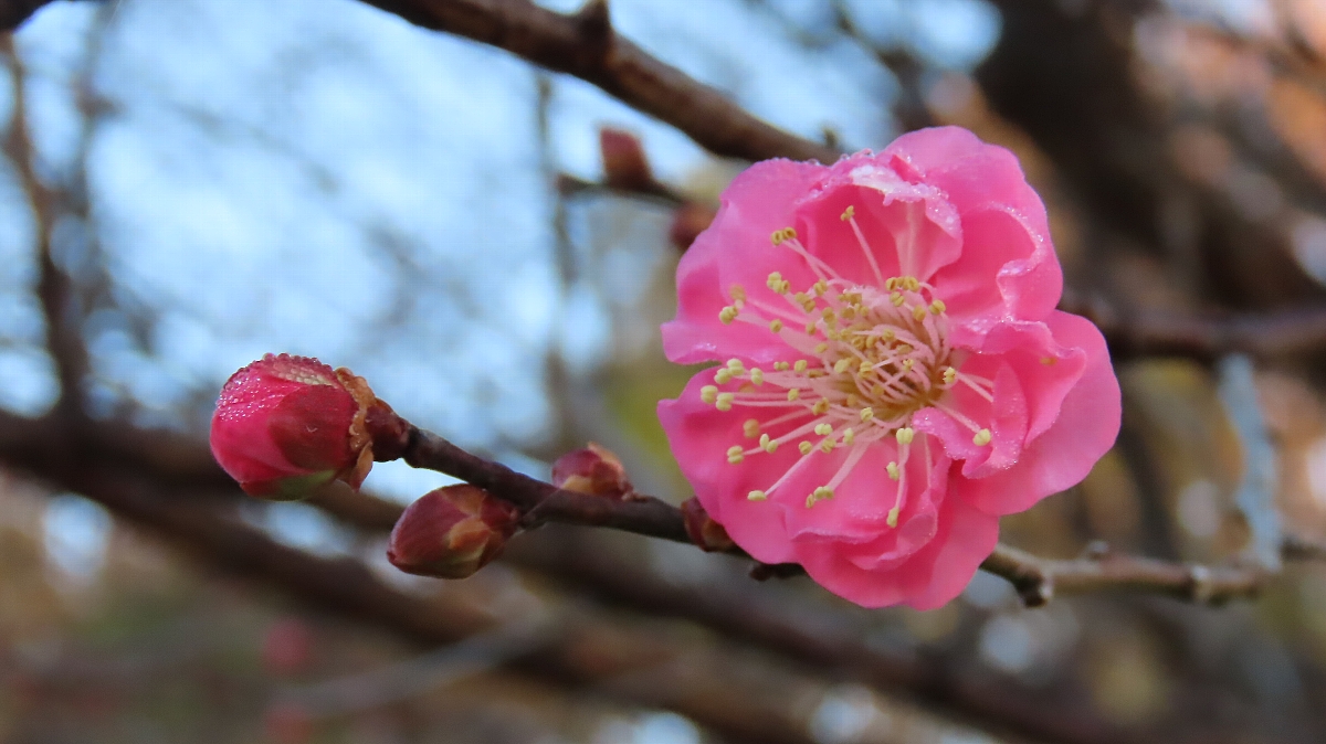 加古明子　寒紅梅　祖師谷公園 2022年12月14日