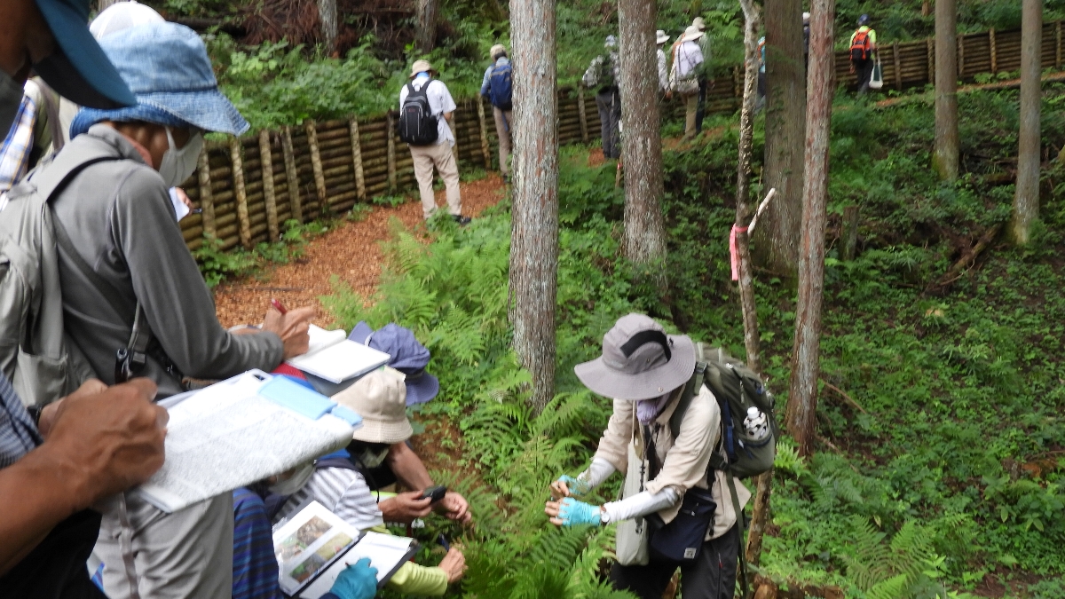 鍛冶健二郎　(シダ研修)シダの説明　奥多摩 2022年9月10日 