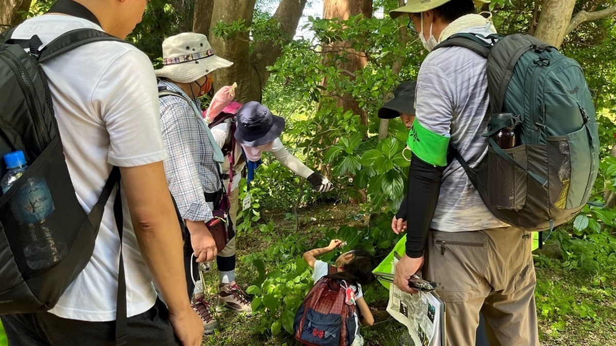 福山容子 (山の日GC作戦)レンゲショウマを下から見る 高尾山 2022年8月11日