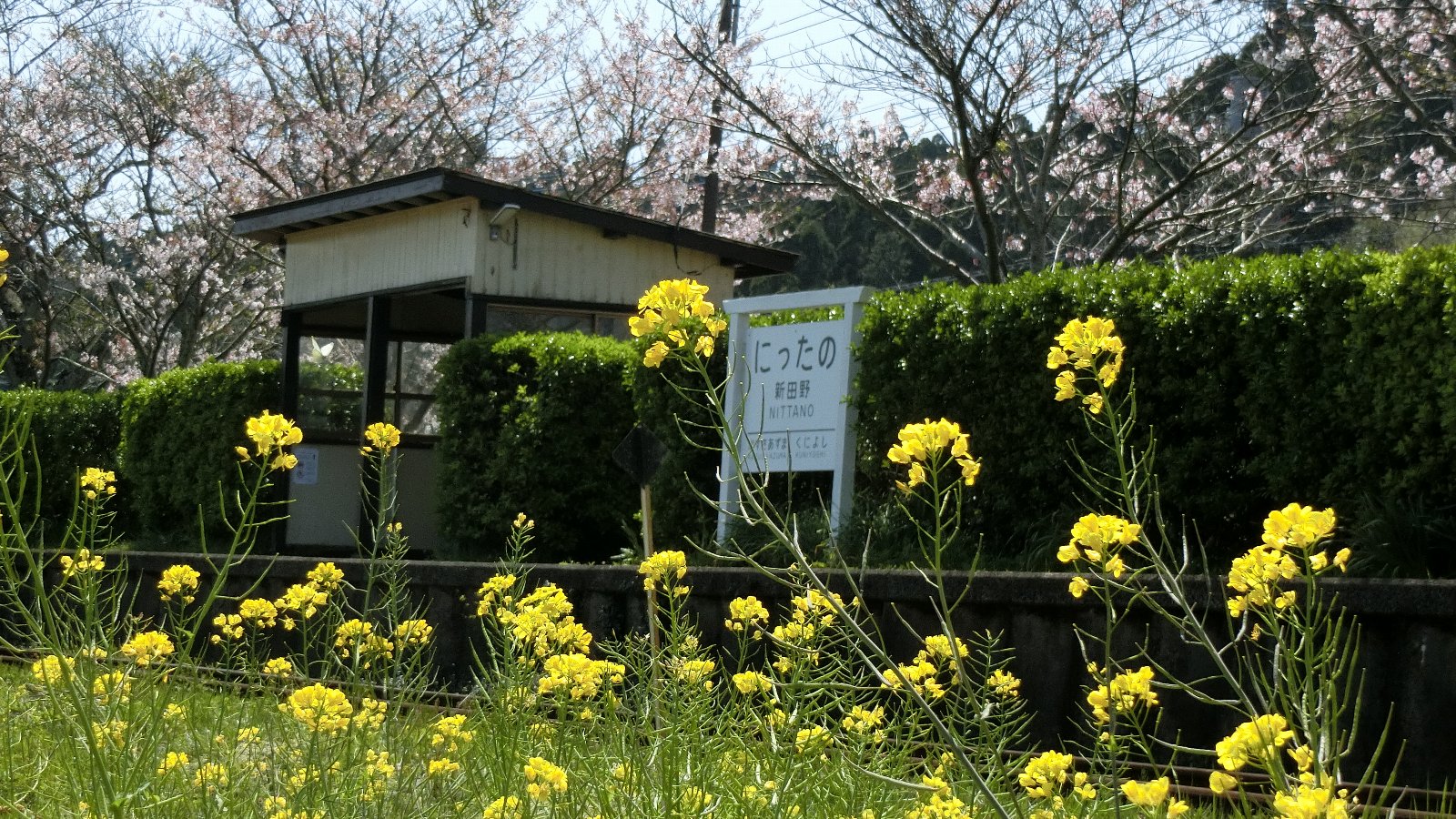 鍛冶健二郎 　ナノハナとサクラ　千葉県いすみ市　　22/4/8