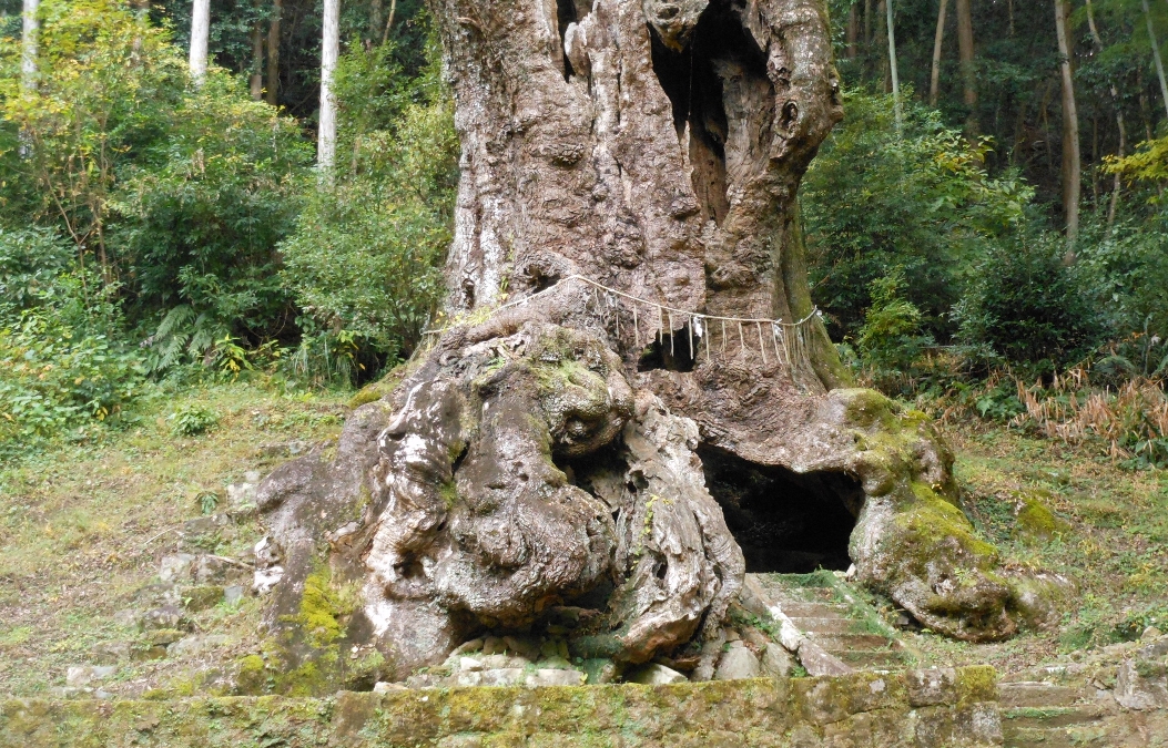 室伏 憲治　「武雄の大楠」樹根の部分に広さ12畳の空洞があり中には天神様を祀っている　佐賀県武雄神社の御神木　2023年11月28日