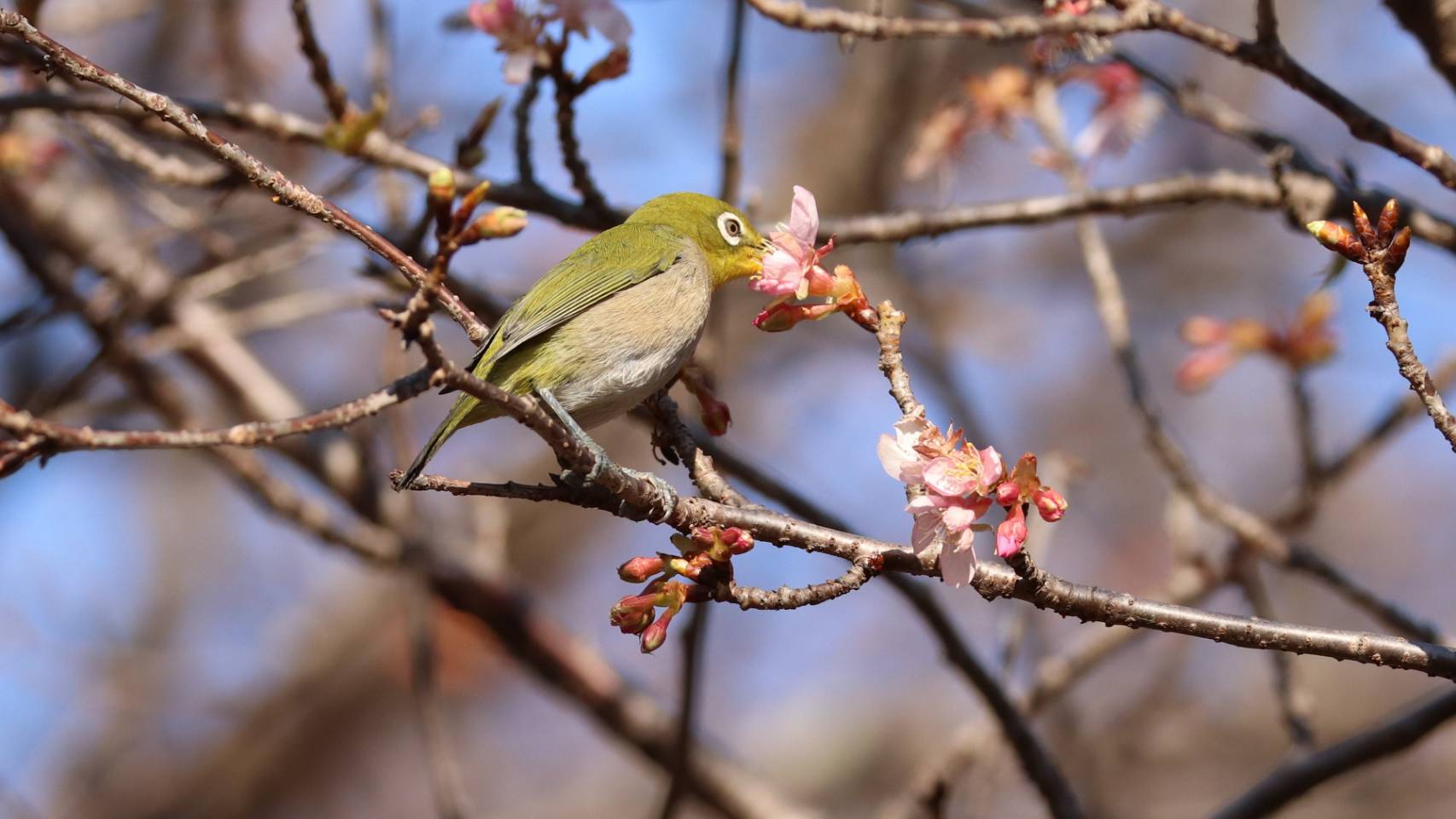 カワヅザクラの蜜を吸うメジロ 　相模原市相模川自然の村公園　 21/1/21　榎本　衛