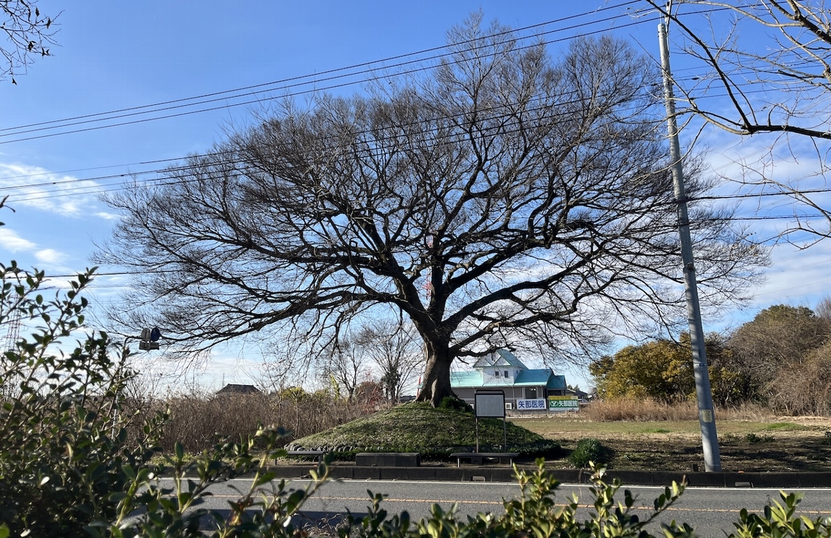 氏家 清高　下野田の一里塚(エノキ)　埼玉県白岡町日光御成街道　2025年12月16日