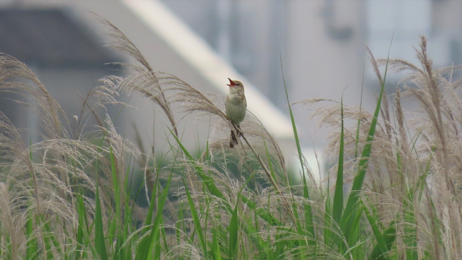 榎本 衛　騒がしく鳴き続けるオオヨシキリ　多摩川河口(東京都)　2022年6月18日