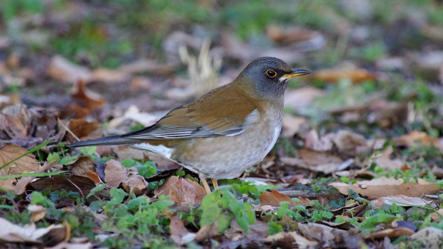  日本で越冬中、冬鳥シロハラ♂ 　八王子市片倉城跡公園 　21/1/3　藪田卓哉