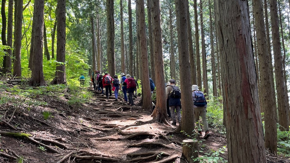 福山容子 　(ふれあい推進事業三山踏破)陣馬山目指して新緑の山道を登る　 陣馬山 　22/5/11