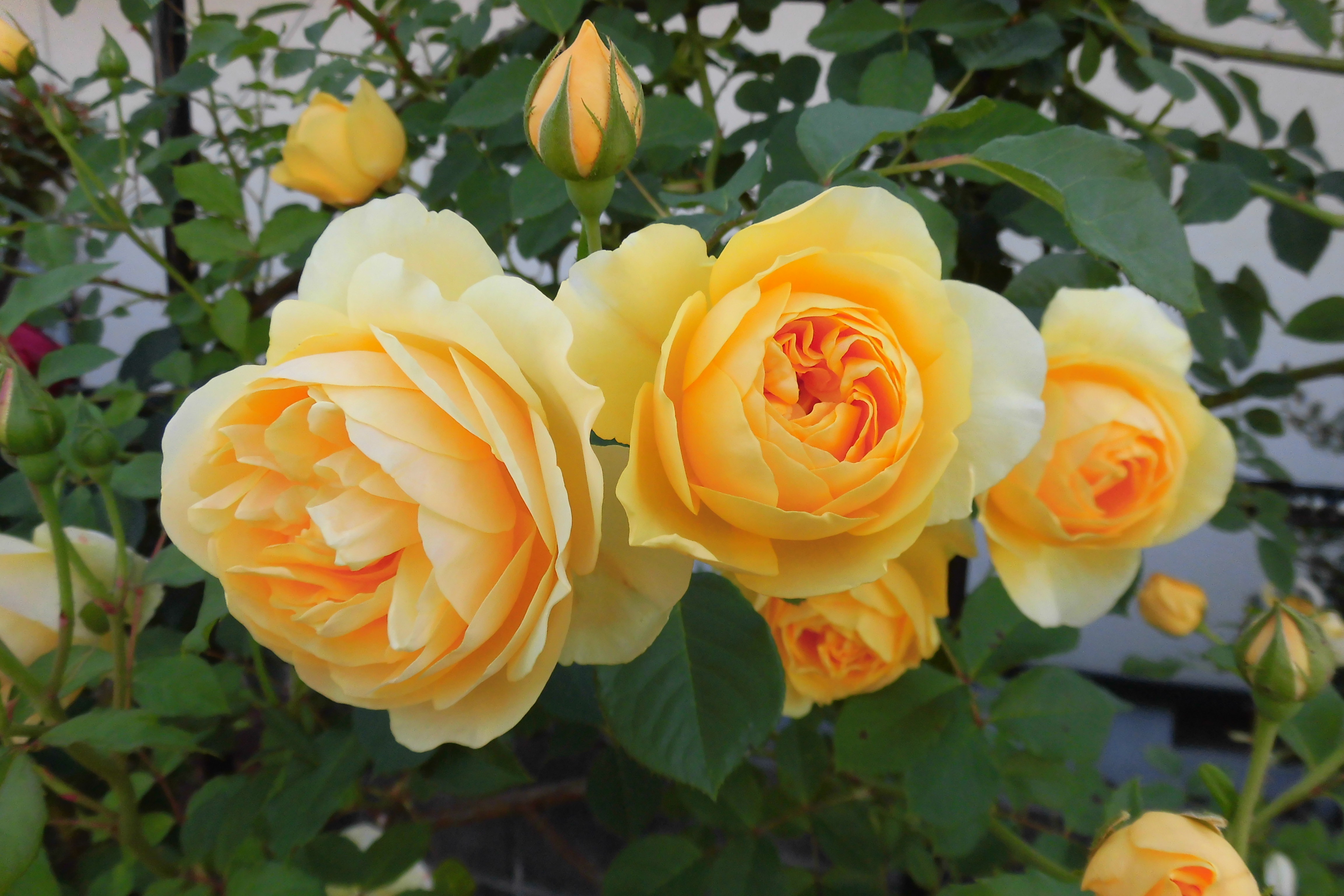 Rose Farmはぐくみ 平谷こども発達クリニック直営バラ店 Rose Farmはぐくみの紹介