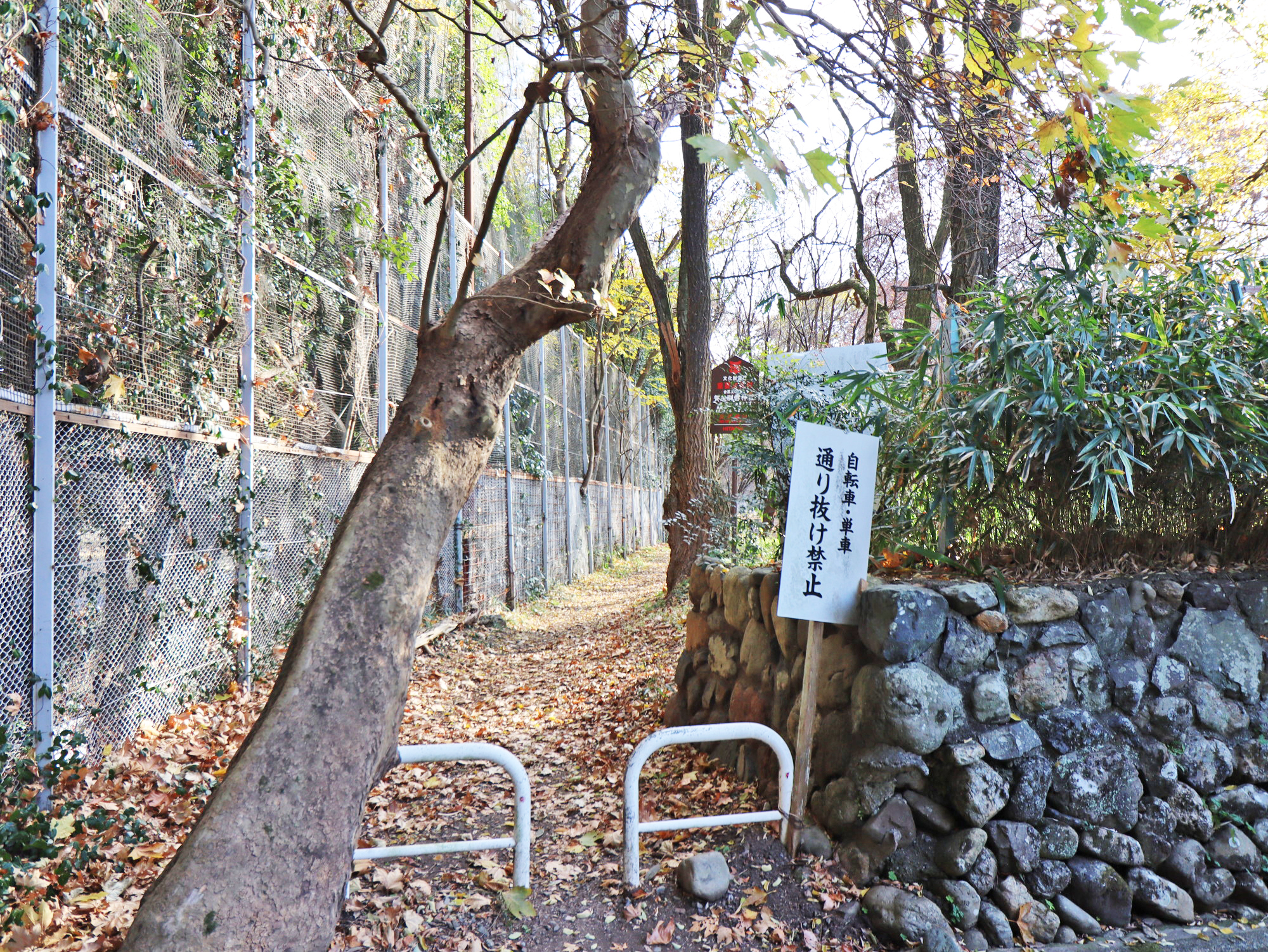 上賀茂神社裏口　40ｍ