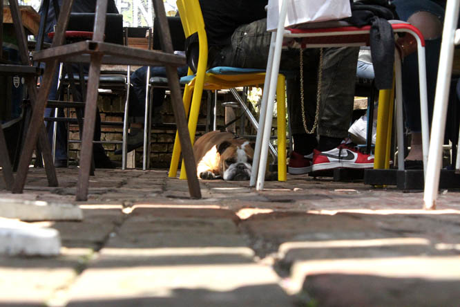 Dog at Swanky Mint Hostel