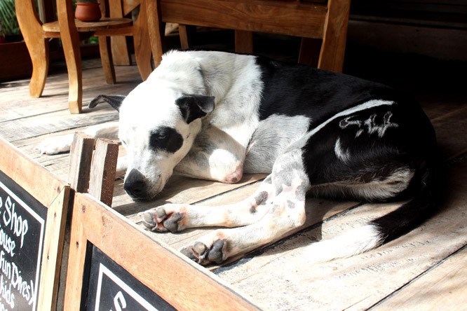 Sleeping dog on the porch in Koh Lipe