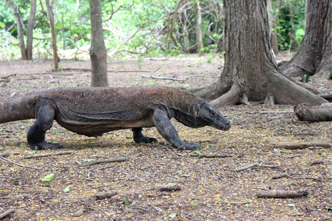 Komodo dragon walking on Komodo island