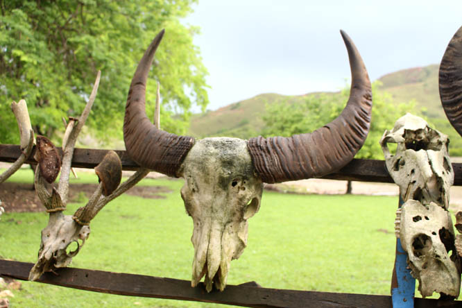 Animal skulls on Rinca island