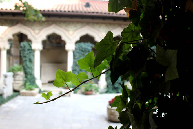 Ivy in Monastery's court yard