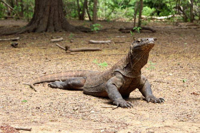 Komodo Dragon on Komodo island