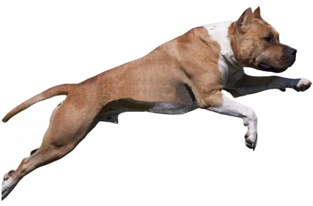 dressage chien var