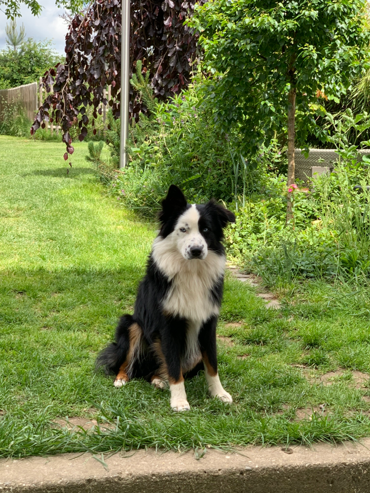 Pablo, ist ein reinrassiger Mini-Australian Shepherd