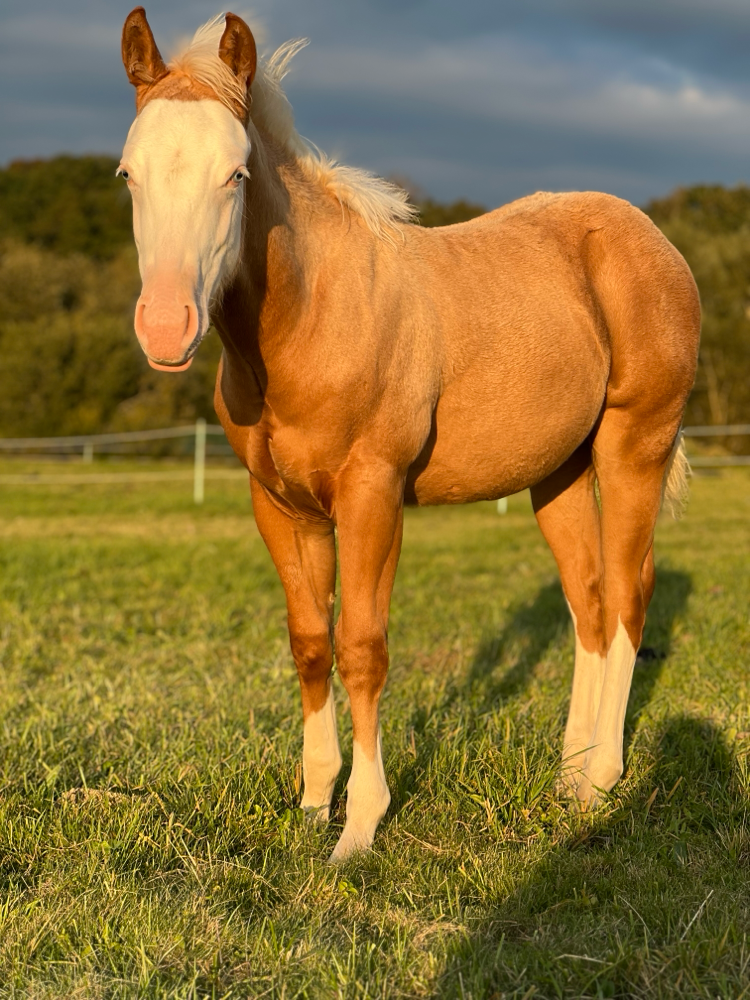 Shining Mifillena