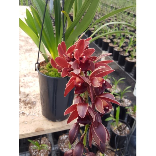 Cymbidium  Forgotten fruit NH