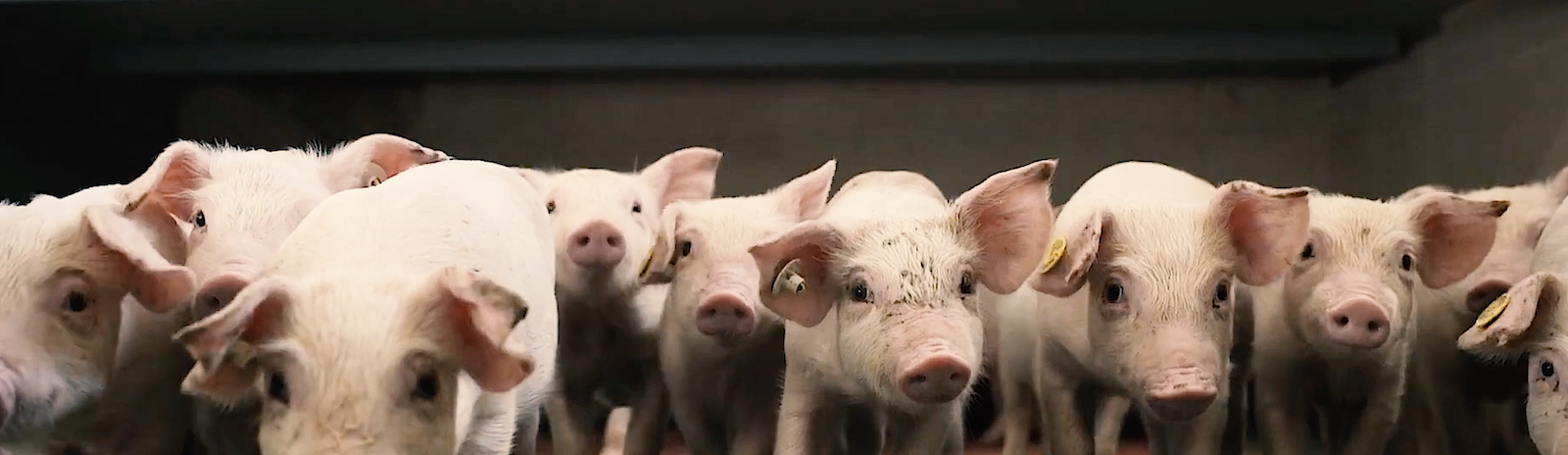 Animal Welfare Certified Bienestar Animal Certificado IAWS animal-welfare-certified-bienestar-animal-certificado-iaws