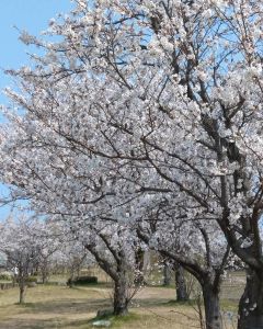 串川公園の桜が満開に！復旧工事も完了間近です