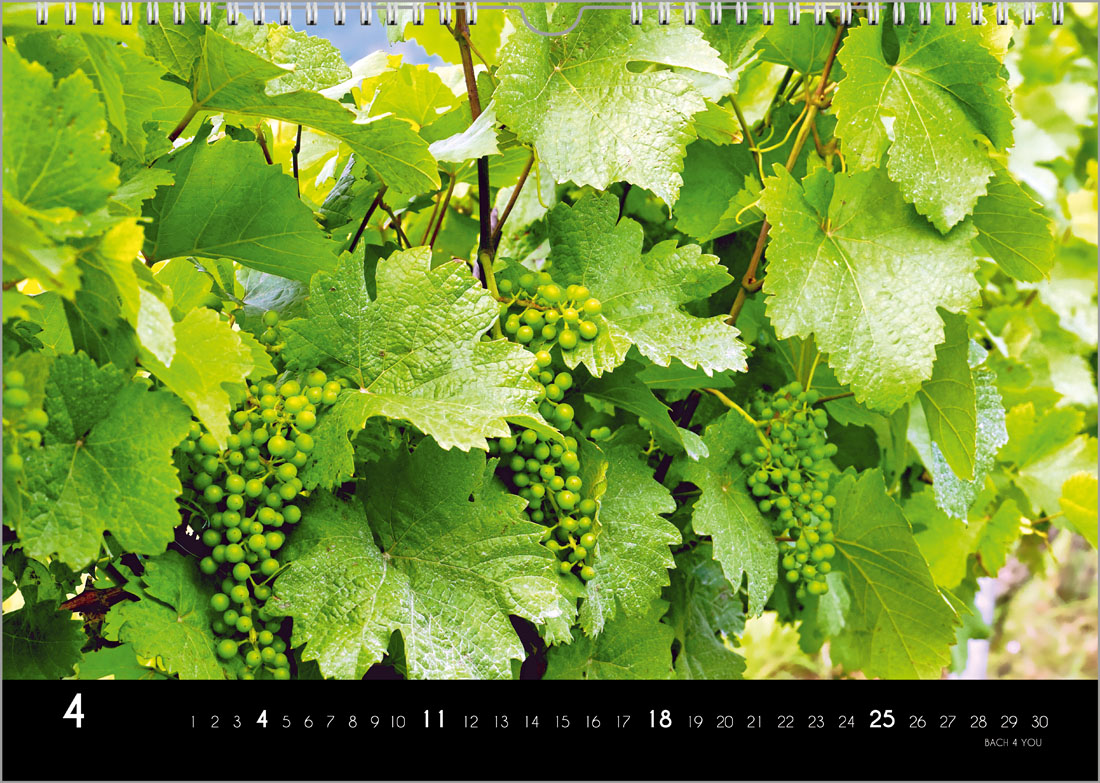 12 Wine Wall Calendars 2025 12 Wine Wall Calendar 2025