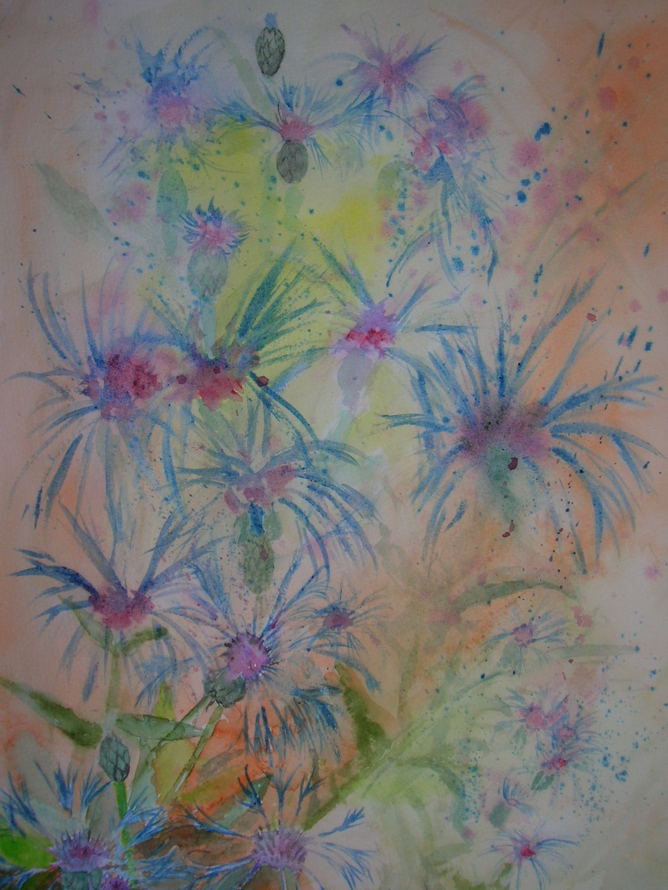 Gebirgsflockenblume 1