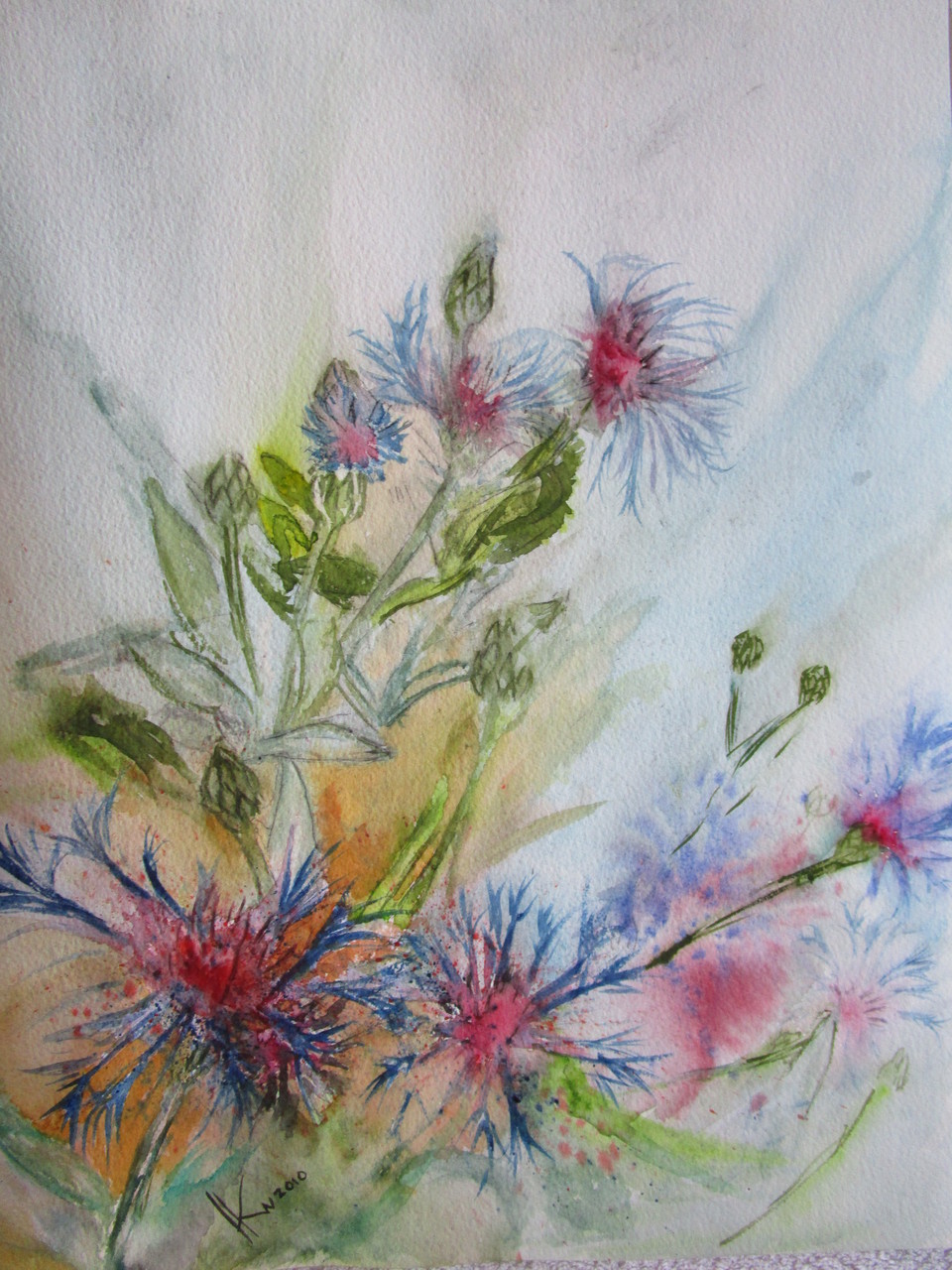 Gebirgsflockenblume 2
