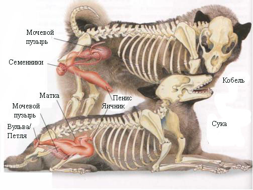 Реферат: Проблемы формирования скелета при выращивании щенков крупных пород собак