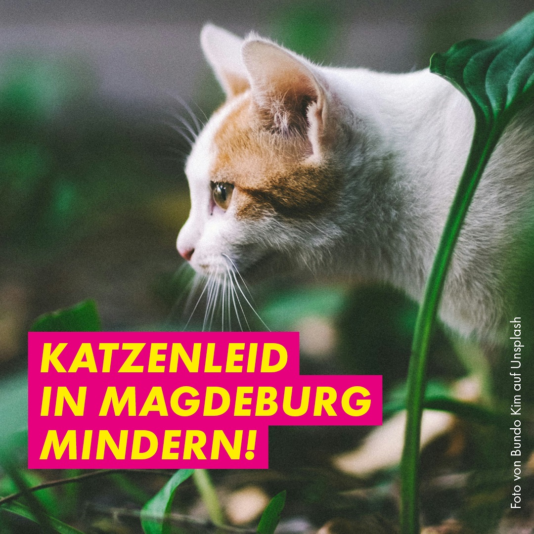 Katzenleid in Magdeburg mindern!