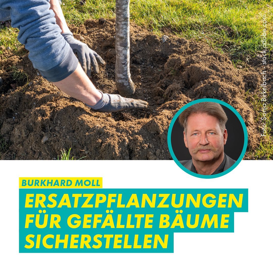 Hans-Grade-Straße: Ersatzpflanzungen für gefällte Bäume sicherstellen