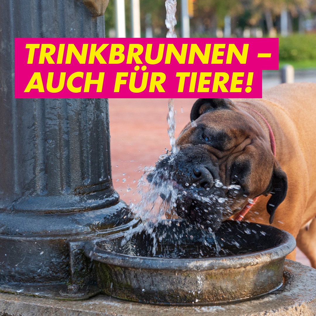 Trinkbrunnen - Auch für Tiere!