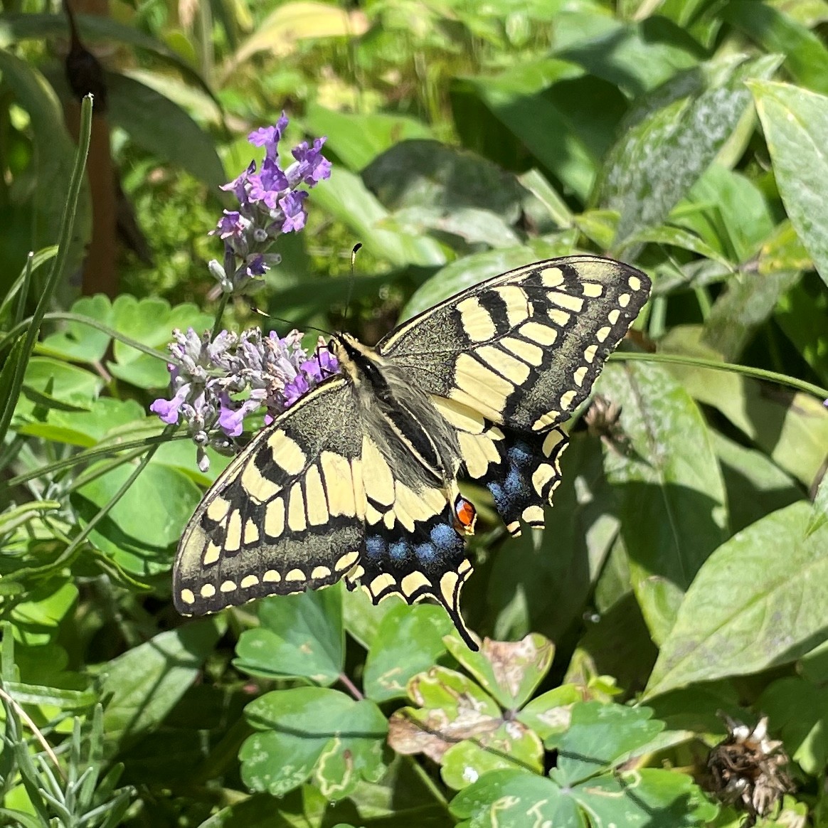 Ergebnisse der Insektenkartierung im Landkreis München