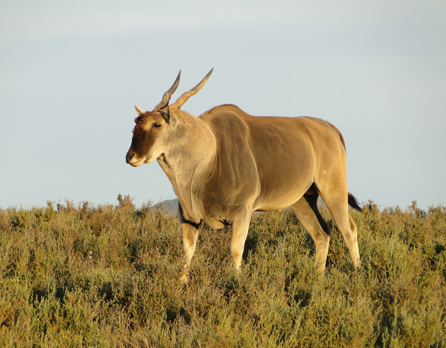 Common Eland bull