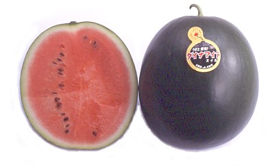 すいか生産 Small watermelon cultivation: How to determine harvest time