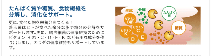 たんぱく質や糖質、食物繊維を 分解し、消化をサポート。