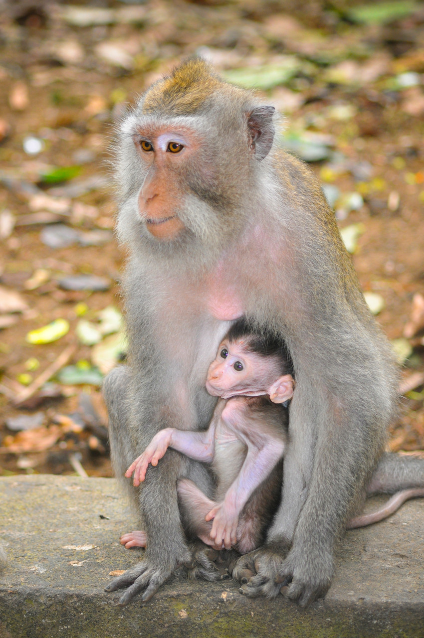 Monkey Forest _ Ubud