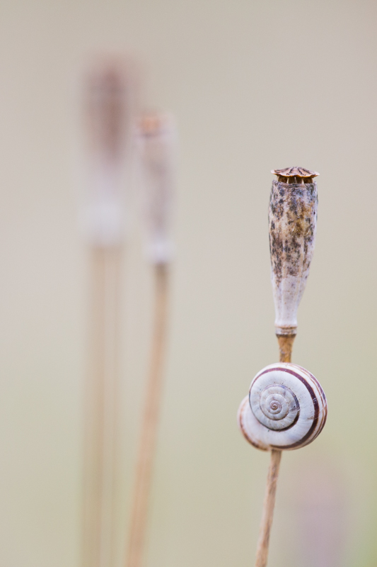 Mohnkapsel mit Schnecke