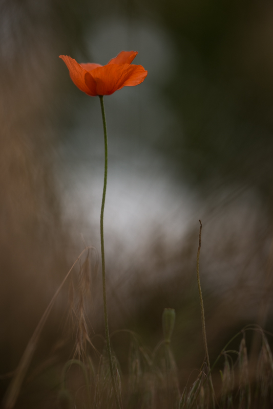 Mohn