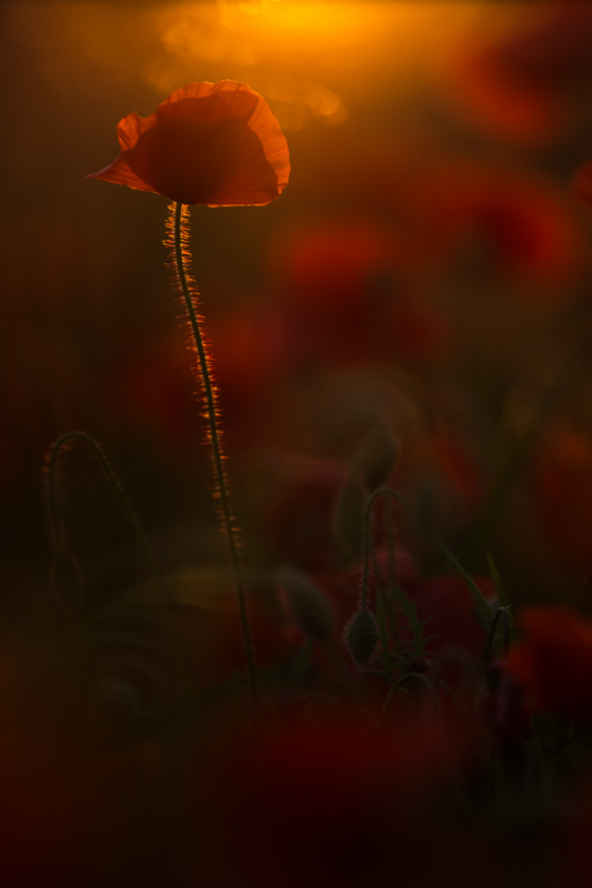 Mohn 