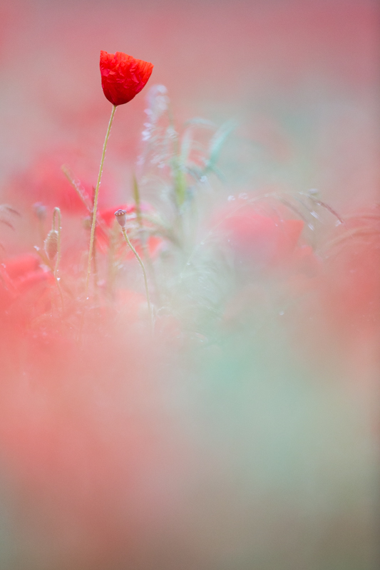 Mohn