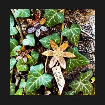 Collection Hellebore
