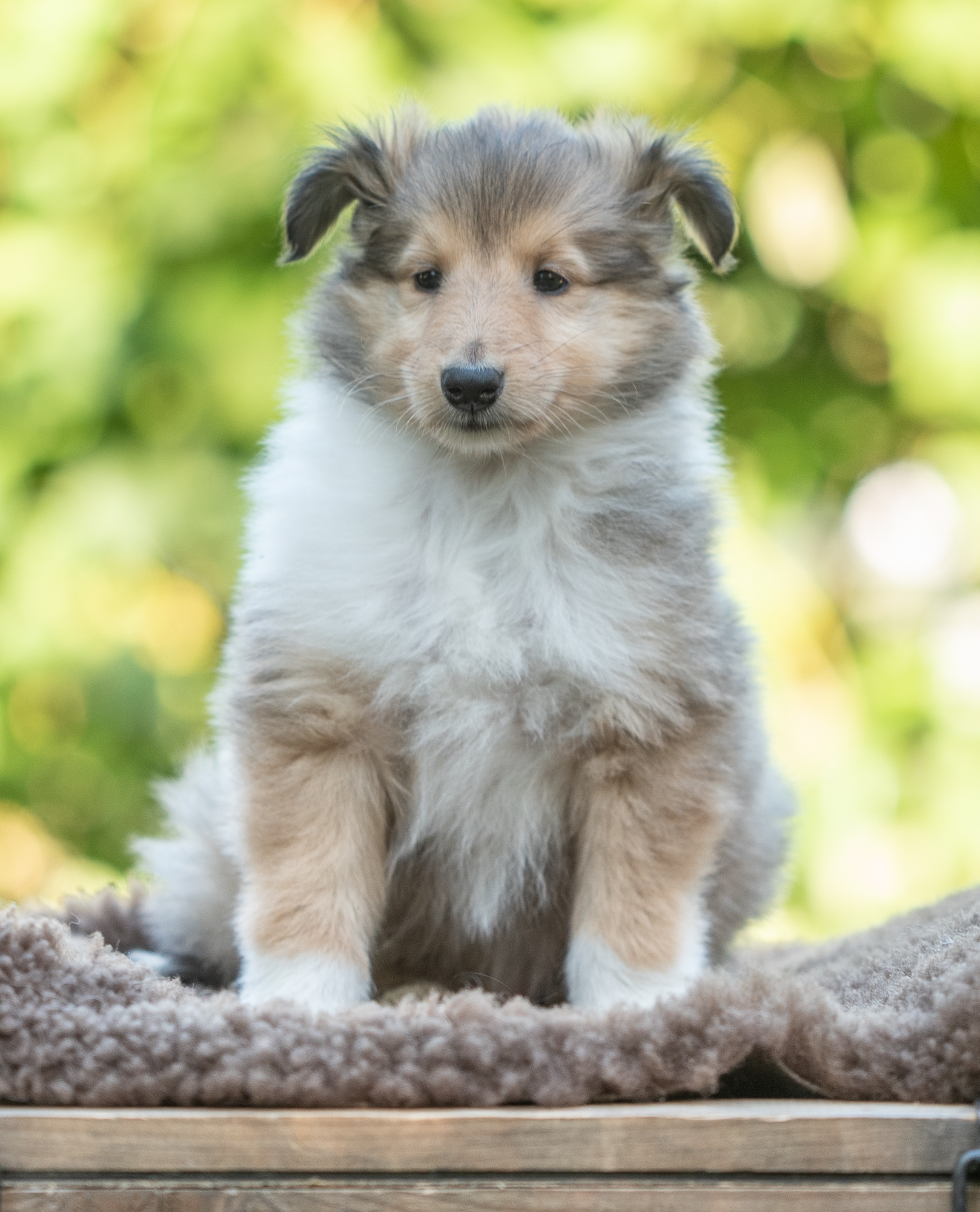 12. Oktober 2019 - Fotografiert von Gaby Brockers (Dogs Cottage Pictures)