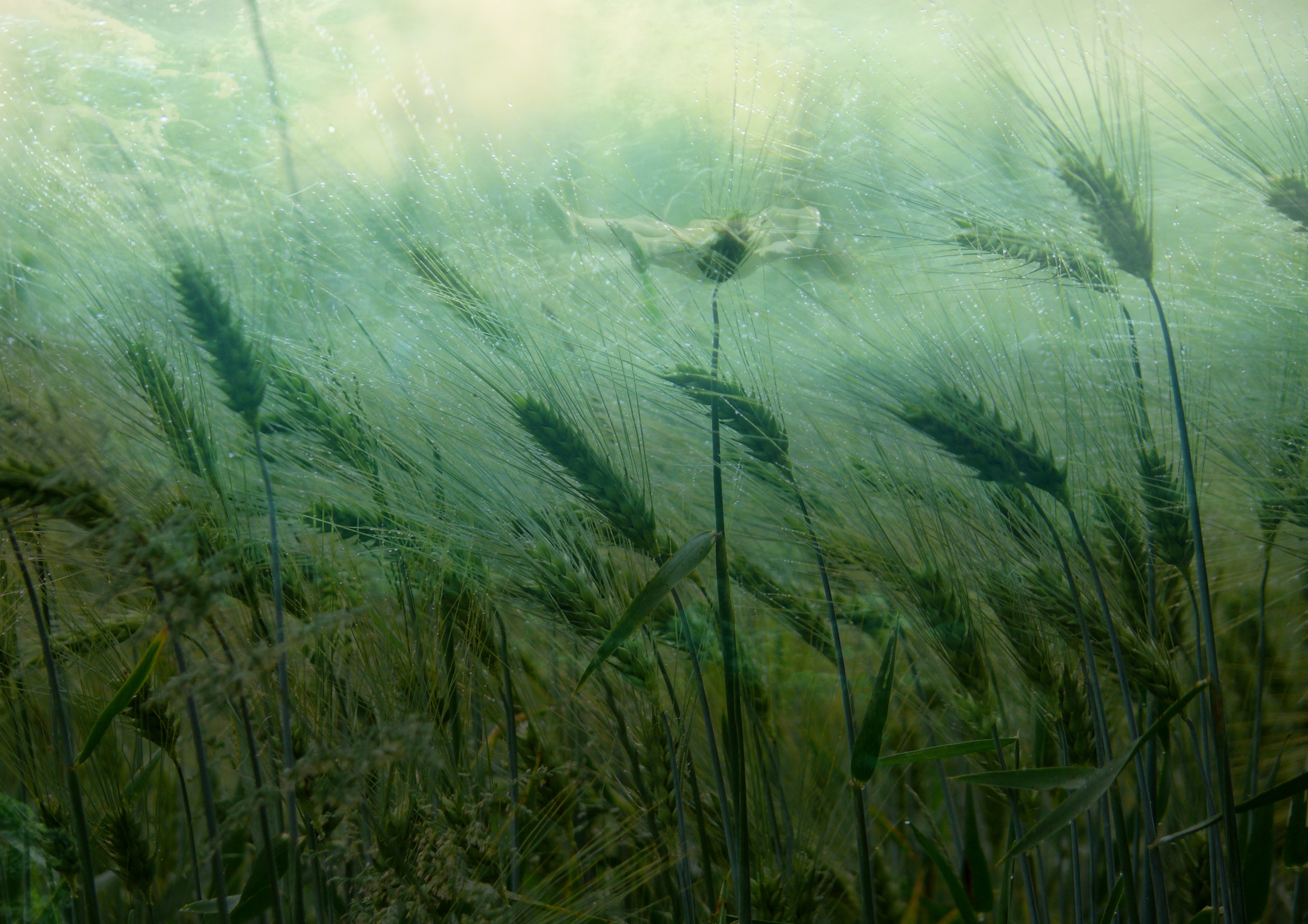 Dietrich von Horn kunstkreisbargteheides Webseite!