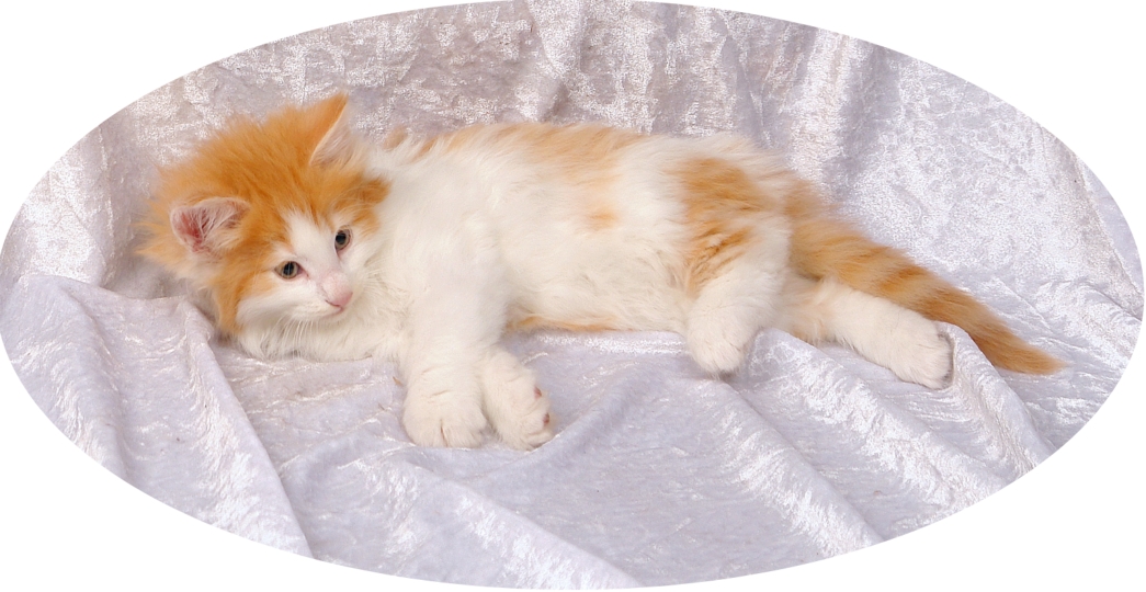 💙Guido in Red Tabby MC.white/ Bicolor💙 reserviert bis 14.5.24,,,