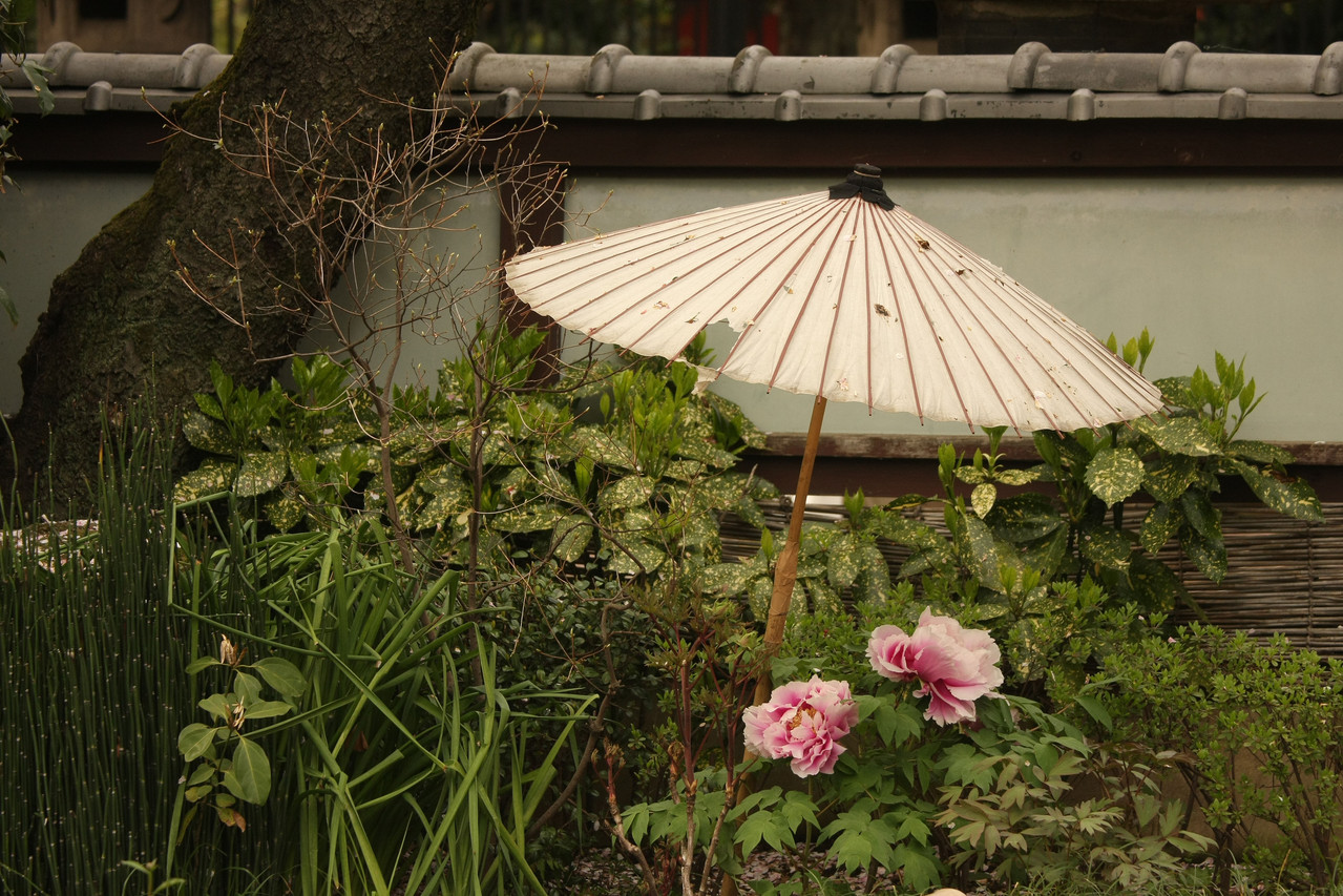 Botan, ToshoGu Shrine, Ueno Park, Tôkyô