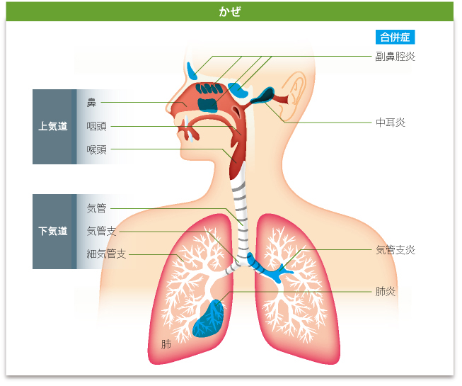 新臨床耳鼻咽喉科学 4巻　咽頭　気管　気管支　食道　音声言語 標準耳鼻咽喉科・頭頸部外科学 第4版 | 書籍詳細 | 書籍 | 医学書院