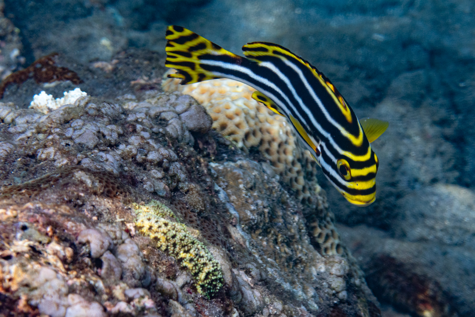 Orientalische Süßlippe - Plectorhinchus vittatus (Linnaeus, 1758) - Jungtier