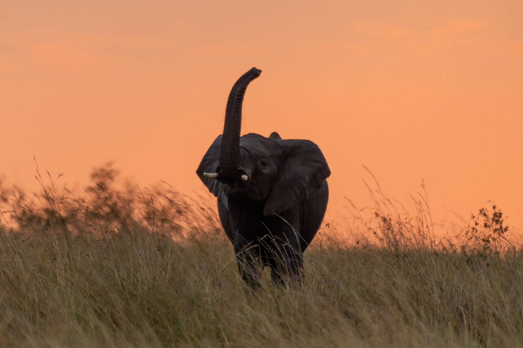 Greetings! [500 mm / f5.6 / ISO 1000 / 1/250 sec.]